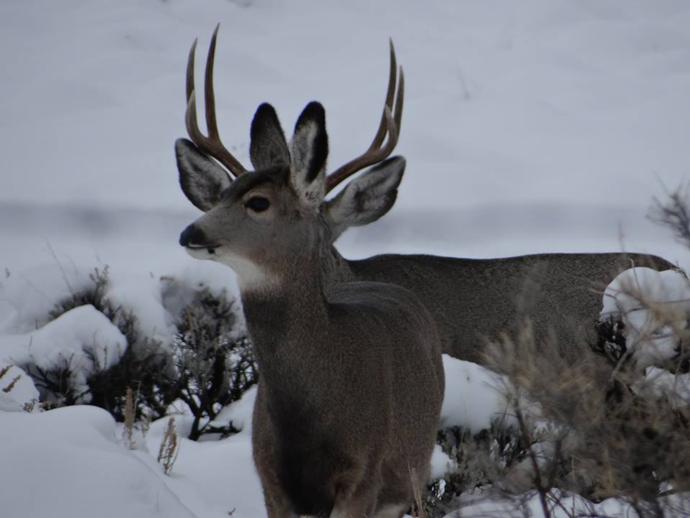 Moose/Mule Deer Hunts Photo